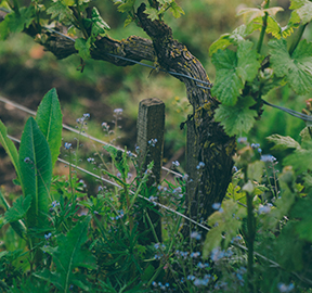 Photos : Louis Roederer / Marie Flament