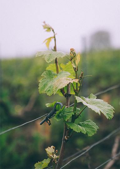 Photos : Louis Roederer / Marie Flament