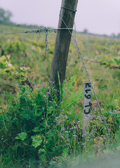 Photos : Louis Roederer / Marie Flament