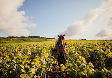 Nature 2012 Champagne Roederer