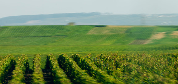 stof billede Tag et bad Brut Nature 2012 | Champagne Louis Roederer