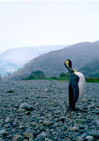 Akosua Viktoria Adu-Sanyah_King Pinguin by Himself, Behold the Ocean series, 2020, ©Akosua Viktoria Adu-Sanyah