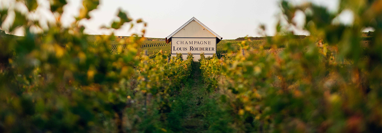 Rejoignez la Maison Louis Roederer