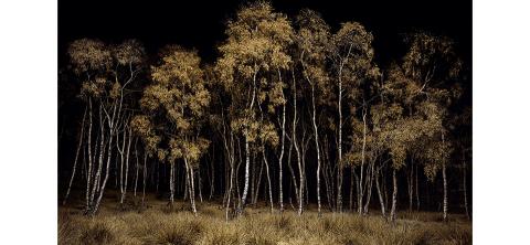 Twilight's Path 20 BirchWood, 2020 ©Jasper Goodall
