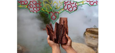 © Ana Elisa Sotelo & Sadith Silvano, Came Renaco Bark for preparing medicine, Portraits of the Multiverse